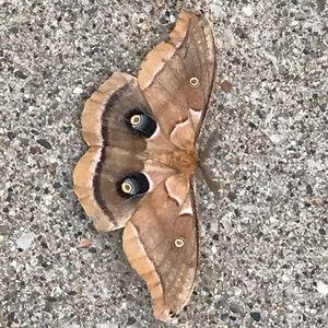 Meet your Posher, Charles